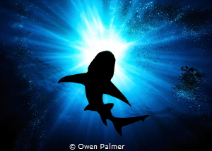 Lemon shark from below while drift diving in Jupiter, Flo... by Owen Palmer 
